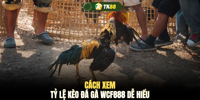 Cách xem tỷ lệ kèo đá gà WCF888 dễ hiểu 