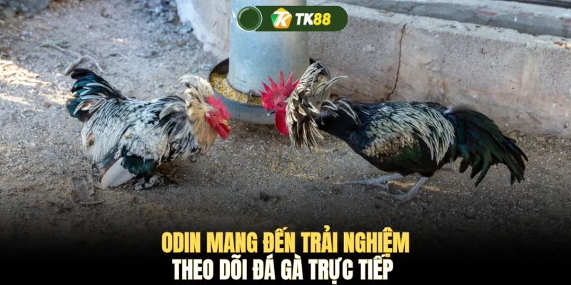 ODIN mang đến trải nghiệm theo dõi đá gà trực tiếp