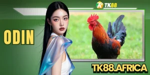 ODIN - Sân Chơi Đá Gà Trực Tuyến Với 100+ Trận Mỗi Ngày 