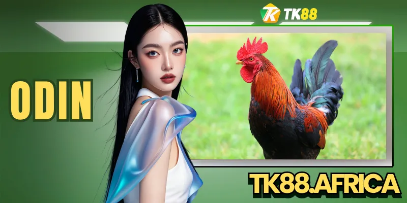 ODIN - Sân Chơi Đá Gà Trực Tuyến Với 100+ Trận Mỗi Ngày