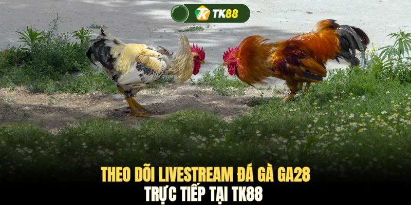 Theo dõi livestream đá gà GA28 trực tiếp tại TK88