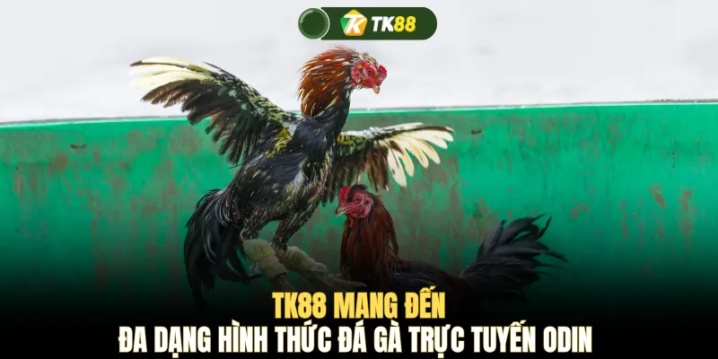 TK88 mang đến đa dạng hình thức đá gà trực tuyến ODIN
