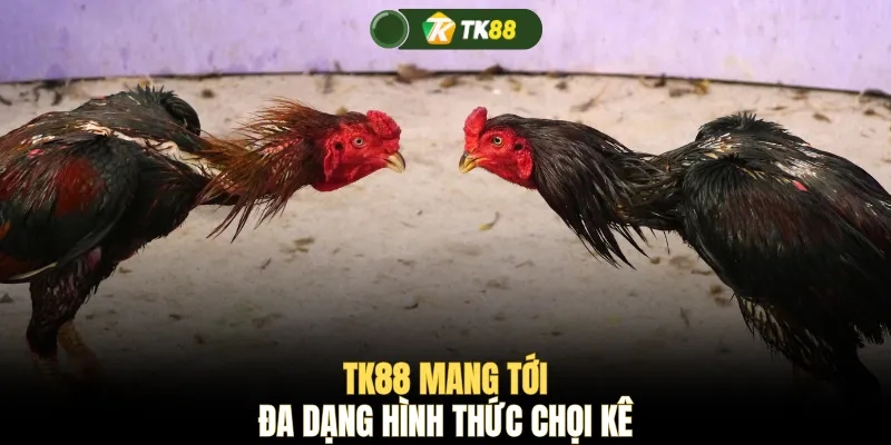 TK88 mang tới đa dạng hình thức chọi kê