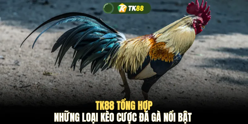 TK88 tổng hợp những loại kèo cược đá gà nổi bật