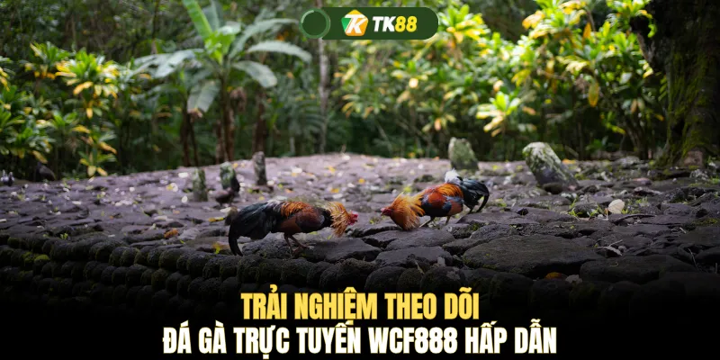 Trải nghiệm theo dõi đá gà trực tuyến WCF888 hấp dẫn
