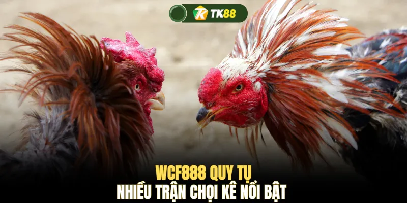 WCF888 quy tụ nhiều trận chọi kê nổi bật