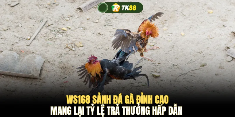 WS168 sảnh đá gà đỉnh cao mang lại tỷ lệ trả thưởng hấp dẫn